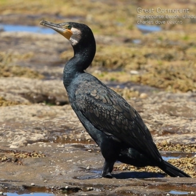 Phalacrocorax carbo (Great Cormorant) at South Pacific Heathland Reserve - 16 Feb 2015 by Charles Dove