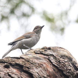 Colluricincla harmonica at Lake Conjola, NSW - 25 Feb 2015