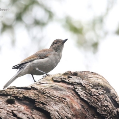 Colluricincla harmonica (Grey Shrikethrush) at Lake Conjola, NSW - 24 Feb 2015 by Charles Dove