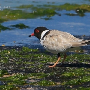 Charadrius rubricollis at suppressed - 17 Feb 2015