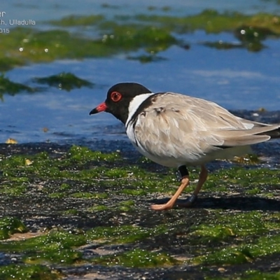 Charadrius rubricollis (Hooded Plover) at South Pacific Heathland Reserve - 16 Feb 2015 by CharlesDove