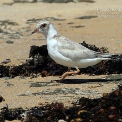 Charadrius rubricollis at suppressed - 17 Feb 2015