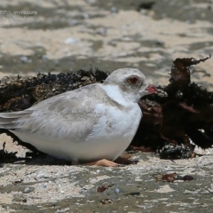 Charadrius rubricollis at suppressed - 17 Feb 2015