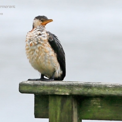 Microcarbo melanoleucos (Little Pied Cormorant) at Lake Conjola, NSW - 25 Feb 2015 by CharlesDove