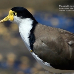 Vanellus miles (Masked Lapwing) at South Pacific Heathland Reserve - 15 Feb 2015 by CharlesDove