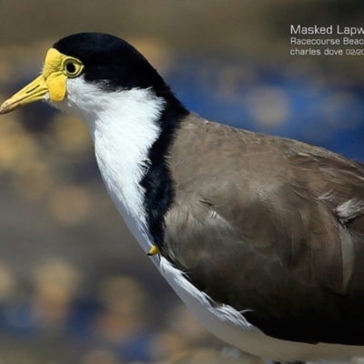 Vanellus miles (Masked Lapwing) at South Pacific Heathland Reserve - 14 Feb 2015 by Charles Dove