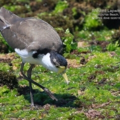 Vanellus miles at South Pacific Heathland Reserve - 15 Feb 2015