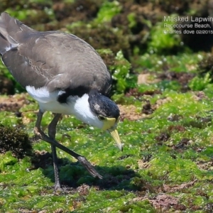 Vanellus miles at South Pacific Heathland Reserve - 15 Feb 2015