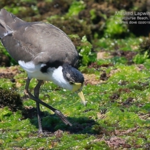 Vanellus miles at South Pacific Heathland Reserve - 15 Feb 2015 12:00 AM