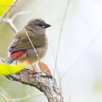 Neochmia temporalis (Red-browed Finch) at Garrads Reserve Narrawallee - 20 Feb 2015 by Charles Dove