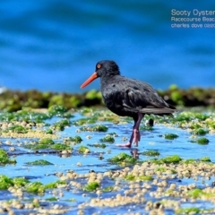 Haematopus fuliginosus (Sooty Oystercatcher) at South Pacific Heathland Reserve - 15 Feb 2015 by Charles Dove