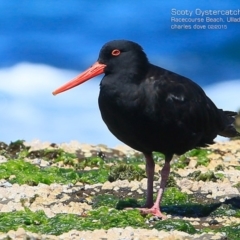 Haematopus fuliginosus at South Pacific Heathland Reserve - suppressed