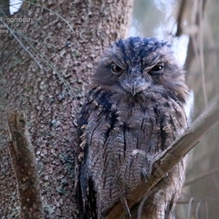 Podargus strigoides (Tawny Frogmouth) at Lake Conjola, NSW - 18 Feb 2015 by Charles Dove