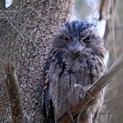 Podargus strigoides (Tawny Frogmouth) at Conjola Lake Walking Track - 19 Feb 2015 by CharlesDove