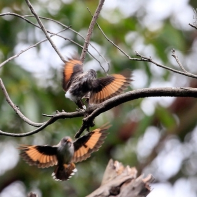 Daphoenositta chrysoptera (Varied Sittella) at Lake Conjola, NSW - 24 Feb 2015 by Charles Dove