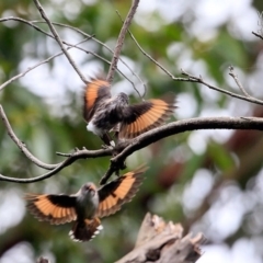 Daphoenositta chrysoptera (Varied Sittella) at Conjola Bushcare - 24 Feb 2015 by Charles Dove