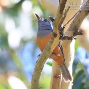 Monarcha melanopsis at Jervis Bay, JBT - 14 Feb 2015