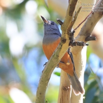 Monarcha melanopsis (Black-faced Monarch) at Jervis Bay, JBT - 14 Feb 2015 by CharlesDove