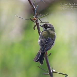 Melithreptus brevirostris at Jervis Bay, JBT - 15 Feb 2015 12:00 AM