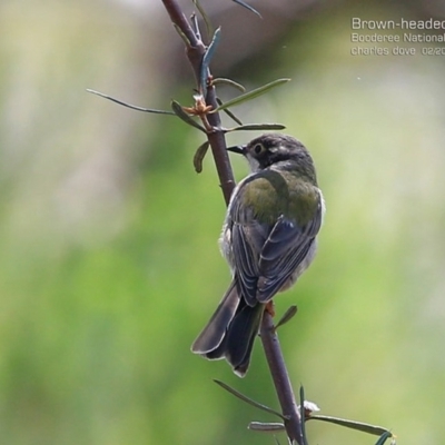 Melithreptus brevirostris (Brown-headed Honeyeater) at Jervis Bay, JBT - 15 Feb 2015 by CharlesDove