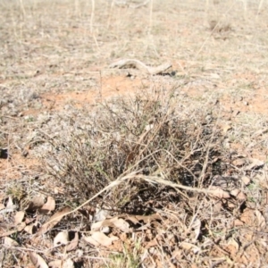 Calotis lappulacea at Kowen, ACT - 11 Jul 2018 12:41 PM