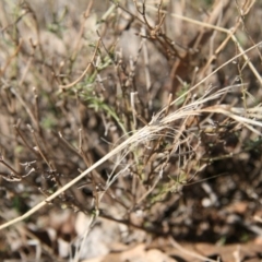 Calotis lappulacea at Kowen, ACT - 11 Jul 2018 12:41 PM