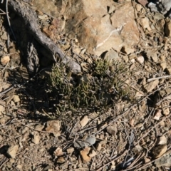 Allocasuarina luehmannii (Bulloak) at Kowen, ACT - 11 Jul 2018 by MichaelMulvaney