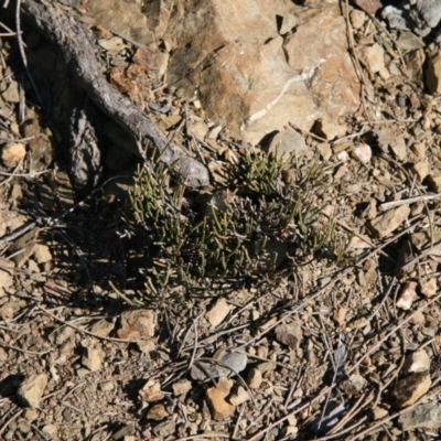 Allocasuarina luehmannii (Bulloak) at Molonglo Gorge - 11 Jul 2018 by MichaelMulvaney