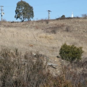 Vulpes vulpes at Queanbeyan East, NSW - 11 Jul 2018