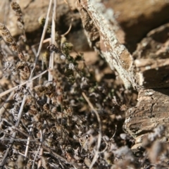 Cheilanthes distans at Queanbeyan East, NSW - 11 Jul 2018 02:24 PM