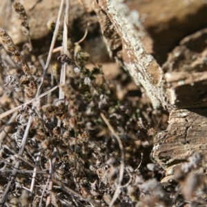 Cheilanthes distans at Queanbeyan East, NSW - 11 Jul 2018