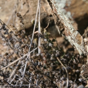 Cheilanthes distans at Queanbeyan East, NSW - 11 Jul 2018 02:24 PM