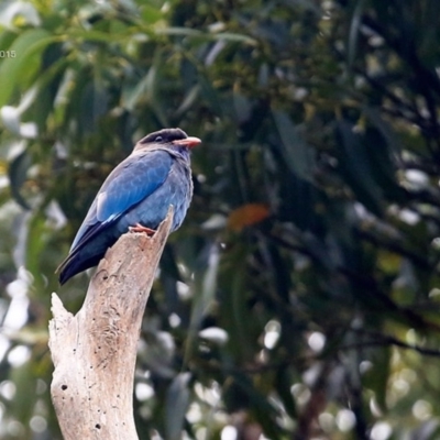 Eurystomus orientalis (Dollarbird) at Conjola Bushcare - 11 Feb 2015 by Charles Dove