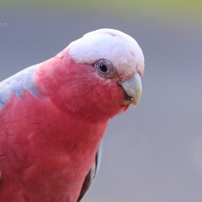 Eolophus roseicapilla (Galah) at Lake Conjola, NSW - 12 Feb 2015 by CharlesDove