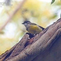 Pachycephala pectoralis (Golden Whistler) at Booderee National Park - 14 Feb 2015 by CharlesDove