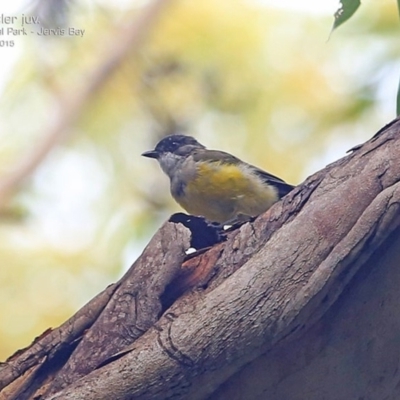 Pachycephala pectoralis (Golden Whistler) at Booderee National Park - 15 Feb 2015 by CharlesDove