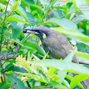 Caligavis chrysops at South Pacific Heathland Reserve - 12 Feb 2015 12:00 AM