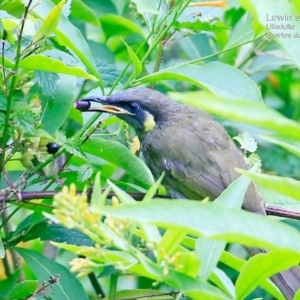 Caligavis chrysops at South Pacific Heathland Reserve - 12 Feb 2015