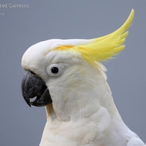 Cacatua galerita at Lake Conjola, NSW - 12 Feb 2015 12:00 AM