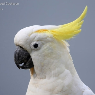 Cacatua galerita (Sulphur-crested Cockatoo) at Lake Conjola, NSW - 12 Feb 2015 by CharlesDove