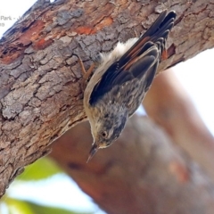 Daphoenositta chrysoptera (Varied Sittella) at Booderee National Park - 15 Feb 2015 by CharlesDove