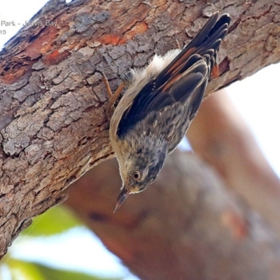 Daphoenositta chrysoptera (Varied Sittella) at Jervis Bay, JBT - 14 Feb 2015 by Charles Dove