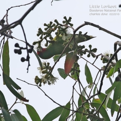 Parvipsitta pusilla (Little Lorikeet) at Booderee National Park1 - 14 Feb 2015 by Charles Dove