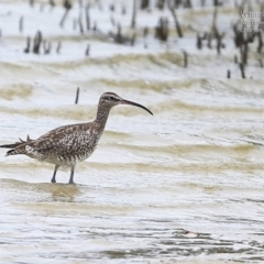 Numenius phaeopus (Whimbrel) at Narrawallee, NSW - 14 Feb 2015 by Charles Dove