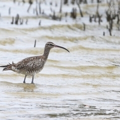 Numenius phaeopus (Whimbrel) at Narrawallee, NSW - 15 Feb 2015 by CharlesDove