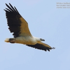 Haliaeetus leucogaster (White-bellied Sea-Eagle) at Narrawallee, NSW - 13 Feb 2015 by Charles Dove
