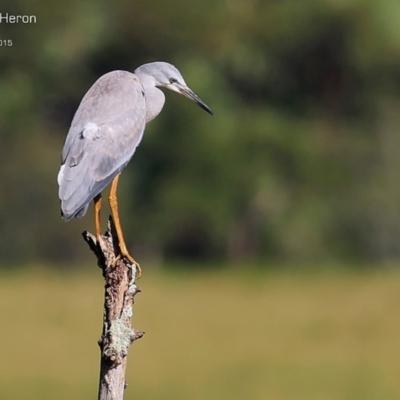 Egretta novaehollandiae (White-faced Heron) at Milton, NSW - 10 Feb 2015 by Charles Dove