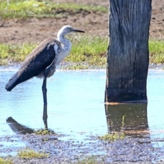 Ardea pacifica (White-necked Heron) at Milton, NSW - 10 Feb 2015 by Charles Dove