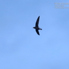 Hirundapus caudacutus (White-throated Needletail) at Lake Conjola, NSW - 15 Feb 2015 by Charles Dove