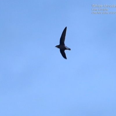 Hirundapus caudacutus (White-throated Needletail) at Lake Conjola, NSW - 15 Feb 2015 by Charles Dove